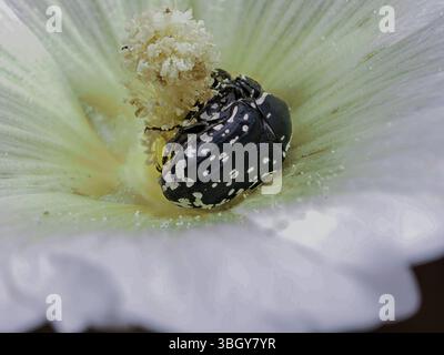 Das Foto zeigt einen schwarzen Käfer mit weißen Flecken (Oxythyrea funesta), der auf den Staubblättern einer Blume sitzt und mit Pollen bedeckt ist. Die Blüte ist trichterförmig Stockfoto