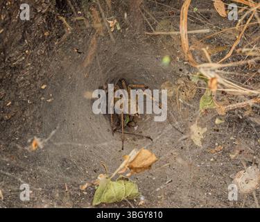 Das Foto zeigt ein trichterförmiges Netz mit einer Spinne in der Mitte. Das Netz liegt auf dem Boden zwischen trockenen Blättern und Zweigen. Die Spinne ist teilweise Stockfoto