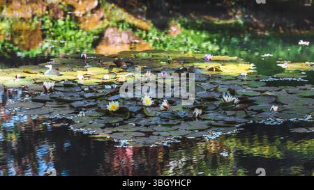 Ein ruhiger Teich voller blühender weißer und rosafarbener Seerosen inmitten breiter grüner Lilienpads, der die farbenfrohe Gartenumgebung und das sanfte Licht auf dem reflektiert Stockfoto