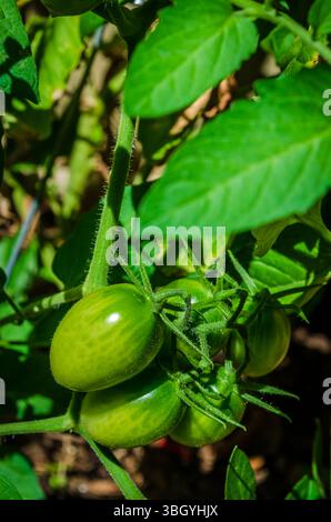 Vertikale Nahaufnahme einer Gruppe unreifer Traubentomaten auf der Rebe in einem Garten Stockfoto
