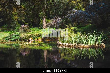 Üppige botanische Gartenszene mit lebendigem Grün, blühenden lila Sträuchern und einem ruhigen Teich mit einer Insel hoher Wasserpflanzen, die sich in Be widerspiegelt Stockfoto