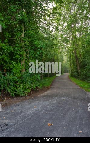 Gepflasterte Straße, die sich an einem nebeligen Morgen durch den Wald schlängelt. Stockfoto
