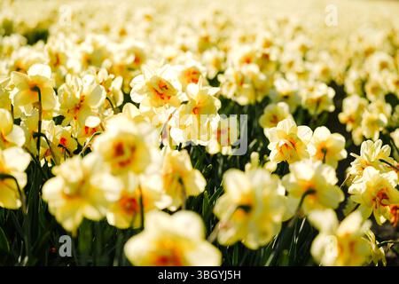 Sonnendurchflutetes Narzissenfeld in voller Blüte in den Niederlanden Stockfoto