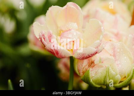 Tulipa „Angelique“-Makro mit frisch gewässerter Doppel-Tulpe Stockfoto