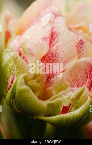 Im Balcony Garden blühende Creme und rosafarbene Tulpen mit Taubedeckung Stockfoto