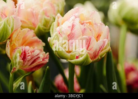 Lebendige Papageientulpen mit Tautropfen im blühenden Balcony Garden Stockfoto