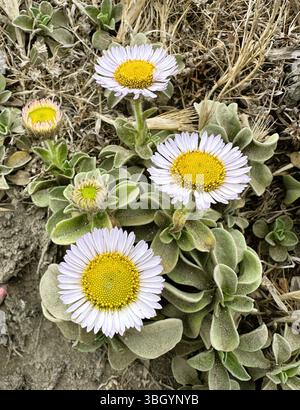 Erigeron glaucus - Seaside Gänseblümchen Blumen - am Bodega Head an der kalifornischen Küste von Sonoma County. Stockfoto