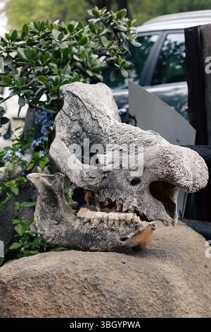 Alter Nashorn-Schädel ohne Horn. Stockfoto