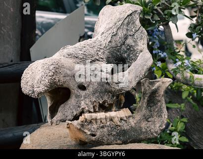 Alter Nashorn-Schädel ohne Hornhautnaht. Stockfoto
