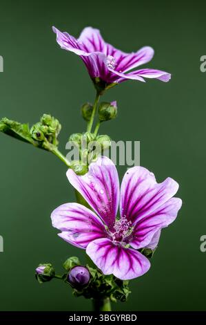 Lila Malvenblume glitzert auf grünem Stiel Stockfoto
