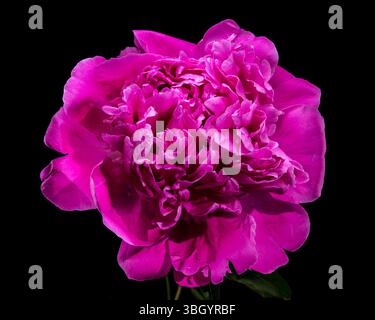 Heiße rosa Pfingstrosenblüte vor schwarzem Hintergrund mit Wassertropfen Stockfoto