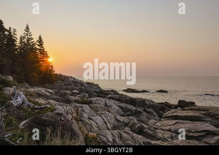 Die Sonne geht durch einen Kiefernhain entlang der felsigen Küste von Maine im Acadia-Nationalpark auf Stockfoto
