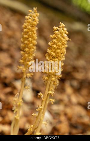 Vogelnest Orchidee - Neottia nidas-avis Stockfoto