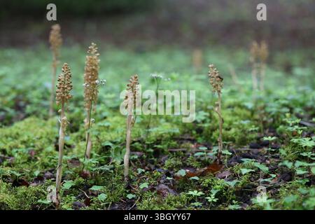 Vogelnest Orchidee - Neottia nidas-avis Stockfoto