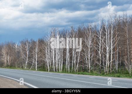 Blattlose Bäume säumen eine ländliche Straße, Überreste eines früheren Waldbrandes, unter einem dramatisch bewölkten Himmel. Die Folgen der Umweltzerstörung. Contras Stockfoto