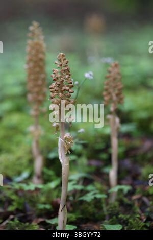 Vogelnest Orchidee - Neottia nidas-avis Stockfoto