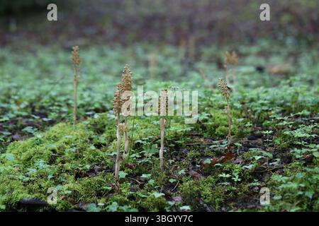 Vogelnest Orchidee - Neottia nidas-avis Stockfoto
