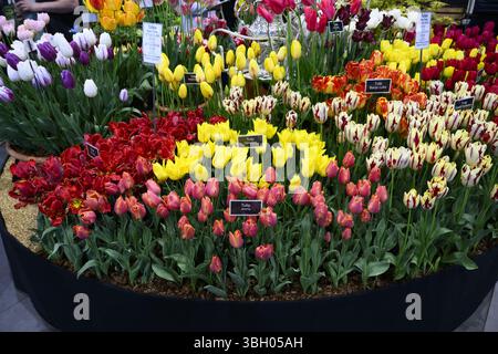 Wunderschöne, hellere Blüten (Gartenbauveranstaltung, Zwiebelstauden, Tulipa-Sorte) - Harrogate Spring Flower Show 2025, Yorkshire England, Großbritannien. Stockfoto