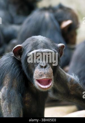 Tierporträt, westlicher Schimpanse (Pan troglodytes verus), Gefangener, Erwachsener, Verteilung Zentral- und Westafrika Stockfoto