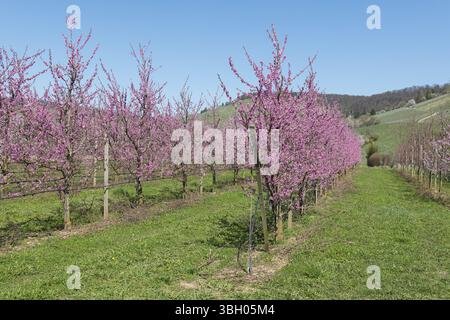 Pfirsichbäume in voller Blüte in einem ländlichen Obstgarten unter klarem blauem Himmel, Korb-Kleinheppach, Remstal, Baden-Württemberg, Deutschland, Europa Stockfoto