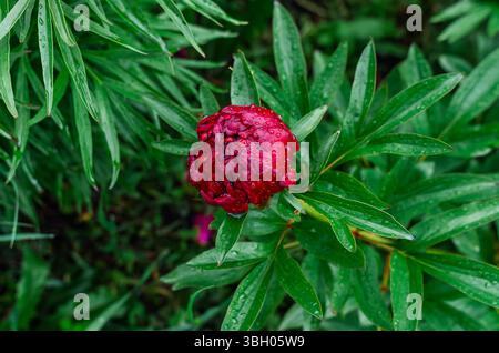 Ungeöffnete rosafarbene Pfingstrose mit zarten Blütenblättern am Busch mit grünen Blättern, bedeckt mit Regentropfen. Unscharfer Hintergrund Stockfoto
