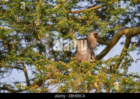 Südwestfalke (Chlorocebus pygerythrus) sitzt in einem blühenden Baum und isst gelbe Blüten eines Akazienbaums, Kruger-Nationalpark, Süd-AFR Stockfoto