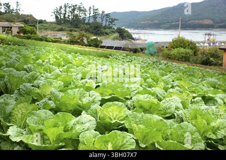 Das Dorf Landwirtschaft in Südkorea Stockfoto