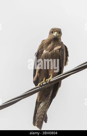 Black Kite, ein mittelgroßer Gebetsvogel, der in Äthiopien als Amora bekannt ist Stockfoto