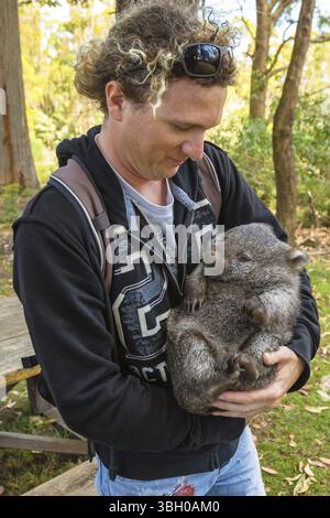Junge und lächelnd touristische Holding ein kleines Beuteltier wombat wenige Monate alt, Vombatus Ursinus, beim Schlafen. Trowunna Wildlife Park, die Mole Creek, Tasm Stockfoto