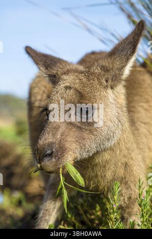 Nahaufnahme eines australischen red Kangaroo, Macropus Rufus, essen Gras auf den berühmten Kiesstrand im Murramarang National Park, South Coast Region, N Stockfoto