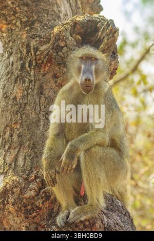 Erwachsene männliche Chacma Baboon Art Papio Ursinus, sitzen auf dem Baum in der Natur Wald. Kap Paviane im Krüger Nationalpark, Südafrika. Vertikaler Dampfstoß Stockfoto