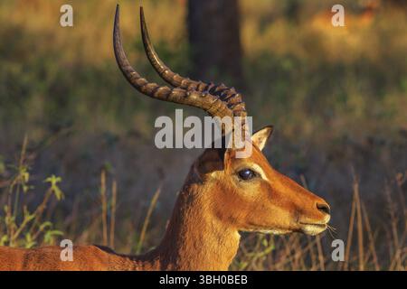 Porträt eines erwachsenen Mannes von Impala, Aepyceros melampus, der häufigsten Antilope, bei Sonnenuntergang. Umkhuze Wildreservat in Südafrika. Seitenansicht Stockfoto