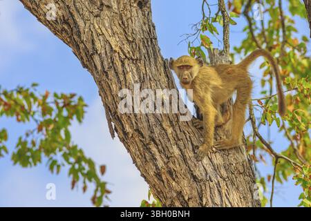 Junger Chacma-Pavian, Papio ursinus, der auf dem Baum im Naturwald steht. Kap Pavian im Kruger-Nationalpark, Südafrika. Blauer Himmel. Seitenansicht Stockfoto