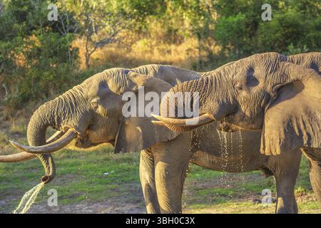 Nahaufnahme zweier Elefanten, die in einem Wasserloch im Tembe Elephant Park in KwaZulu-Natal, Südafrika, im Reservat zwischen Zululand und M, trinken Stockfoto