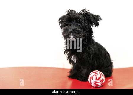 Ein kleiner schwarzer Hund oder Morkie Yorktese oder Malkie, Welpen im Alter von 4 Monaten, auf dem roten Sofa Spiel mit Ball. Rasse Malteser und Yorkshire Terrier Hunde. Stockfoto