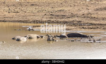 Eine kleine Familie der Flusspferde schlafen am Ufer eines kleinen Sees im Pilanesberg National Park in Südafrika Stockfoto