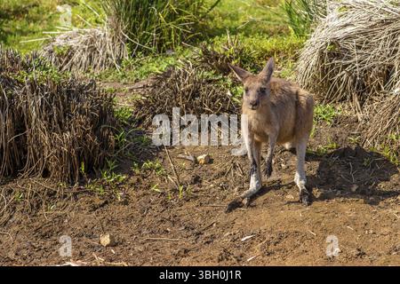 Red australian Känguru, Macropus rufus, am berühmten Kieselstrand im Murramarang National Park, Südküstenregion, New South Wales, Australien, Ocea Stockfoto