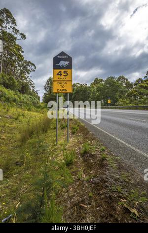 Warnschild Geschwindigkeitsbegrenzung 65 km-h Tasmanian Devil Überquerung von Dämmerung bis Sonnenaufgang auf der Tasman Peninsula Road Stockfoto