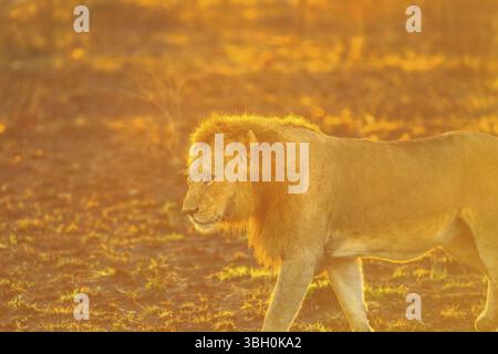Nahaufnahme eines männlichen Löwen, der im Kruger-Nationalpark in Südafrika spaziert. Panthera Leo im natürlichen Lebensraum. Der Löwe ist Teil der beliebten Big Five. Wunderschön Stockfoto