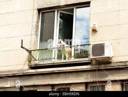 Husky-Hund blickt aus einem Fenster auf die Straße unten in Sofia Bulgarien, neugieriger Moment des urbanen Tierlebens, Osteuropa, Balkan Stockfoto