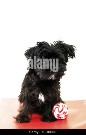 Kleine, schwarze Hund Morkie Yorktese Malkie, 4 Monate alten Welpen auf einem roten Sofa spielt mit seinem Ball. Rasse Malteser und Yorkshire Terrier Hunde. Isolieren Stockfoto