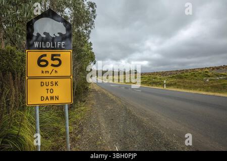 Warnschild Geschwindigkeitsbegrenzung 65 km/h für Wombat-Überquerung von Dämmerung bis Sonnenaufgang auf der Tasmania Road Stockfoto