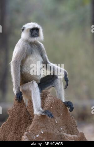 Grau Langur (Semnopithecus entellus), Primaten, auf Termitenhügel, Kanha-Nationalpark, Tiger Reserve, Jabalpur, Madhya Pradesh, Indien, Stockfoto