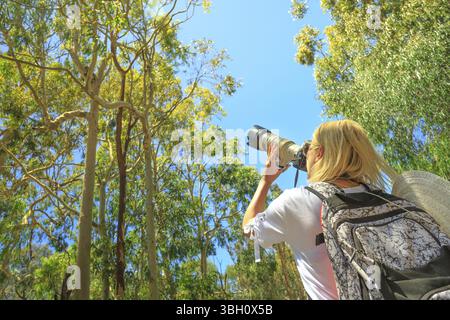 Wildlife Frau, die Bilder von einen Koala, während auf einem Zweig von Eukalyptus in Yanchep Nationalpark, Western Australia schlafen. Reisen weibliche Photogra Stockfoto