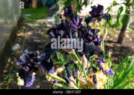 Schwarze lila bärtige Iris blüht im Sommergarten. Stockfoto