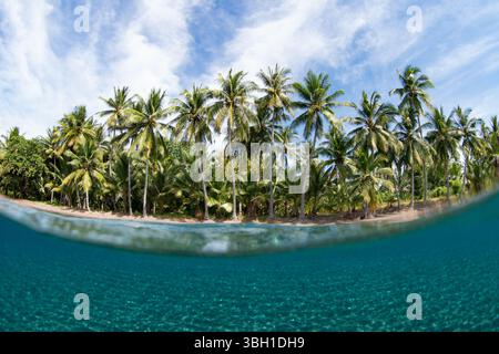 Kokospalmen wachsen an einem abgelegenen Strand auf der idyllischen Insel Adonara auf den Kleinen Sunda-Inseln Indonesiens. Dieses Gebiet ist ein Ziel für Taucher. Stockfoto