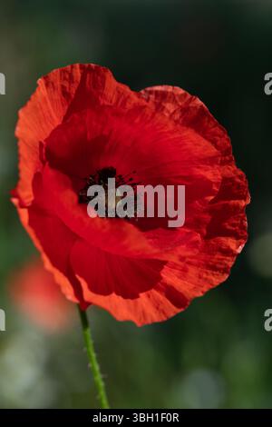 Eine rote Mohnblume hat sich geöffnet. Die zarten Blütenblätter wehen im Wind. Das Pistil ist zu sehen. Das Bild ist im Hochformat Stockfoto