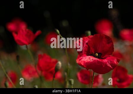 Ein Feld mit blühenden roten Mohnblumen. Die roten Blüten leuchten vor einem dunklen Hintergrund in der Natur Stockfoto