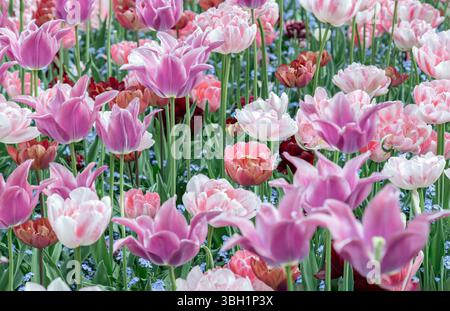 Entzückende rosa Tulpen und Purple Dream (Lilienblüte Tulpe), Frühlingsblühbirnen, rühmt sich mit Pfingstrosenblüten. Benutze es als Hintergrundbild, Poster A Stockfoto