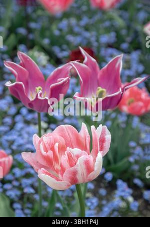Herrliche rosa Tulpen Farm mit lila Traum (Lilienblüte Tulpe), Frühlingsblüte Birnen, hat Pfingstrosen geformt Blumen. Benutze es als Hintergrundbild, Po Stockfoto
